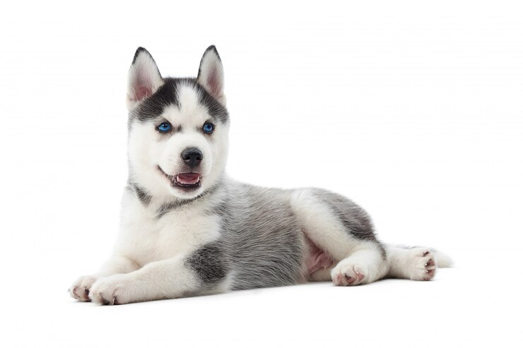 Siberian Husky