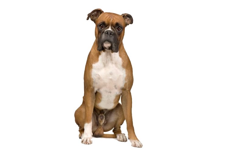 boxer