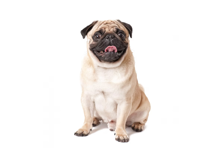 Pug